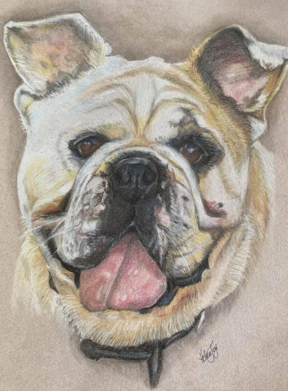Bulldog Portrait
