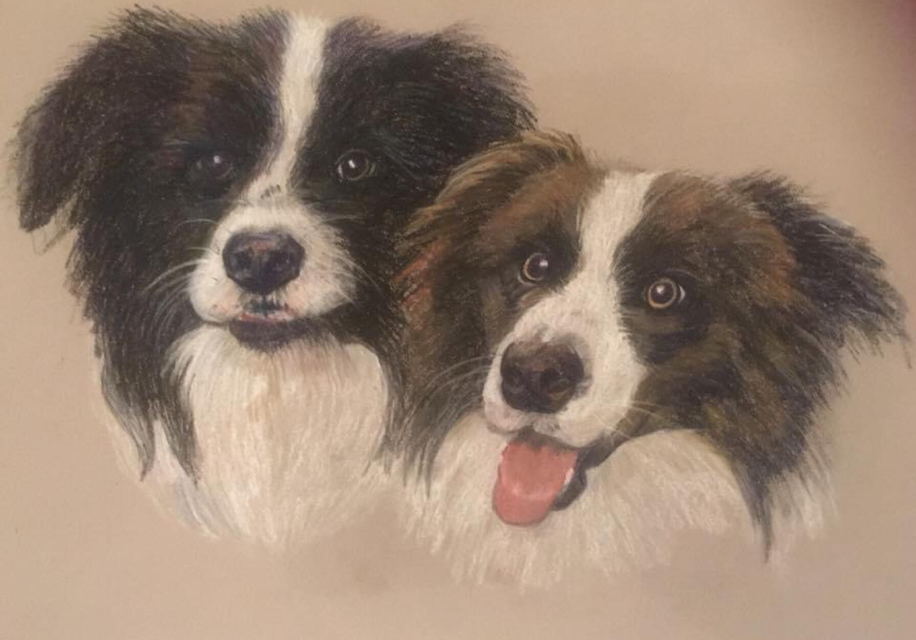 Border Colliers Portrait