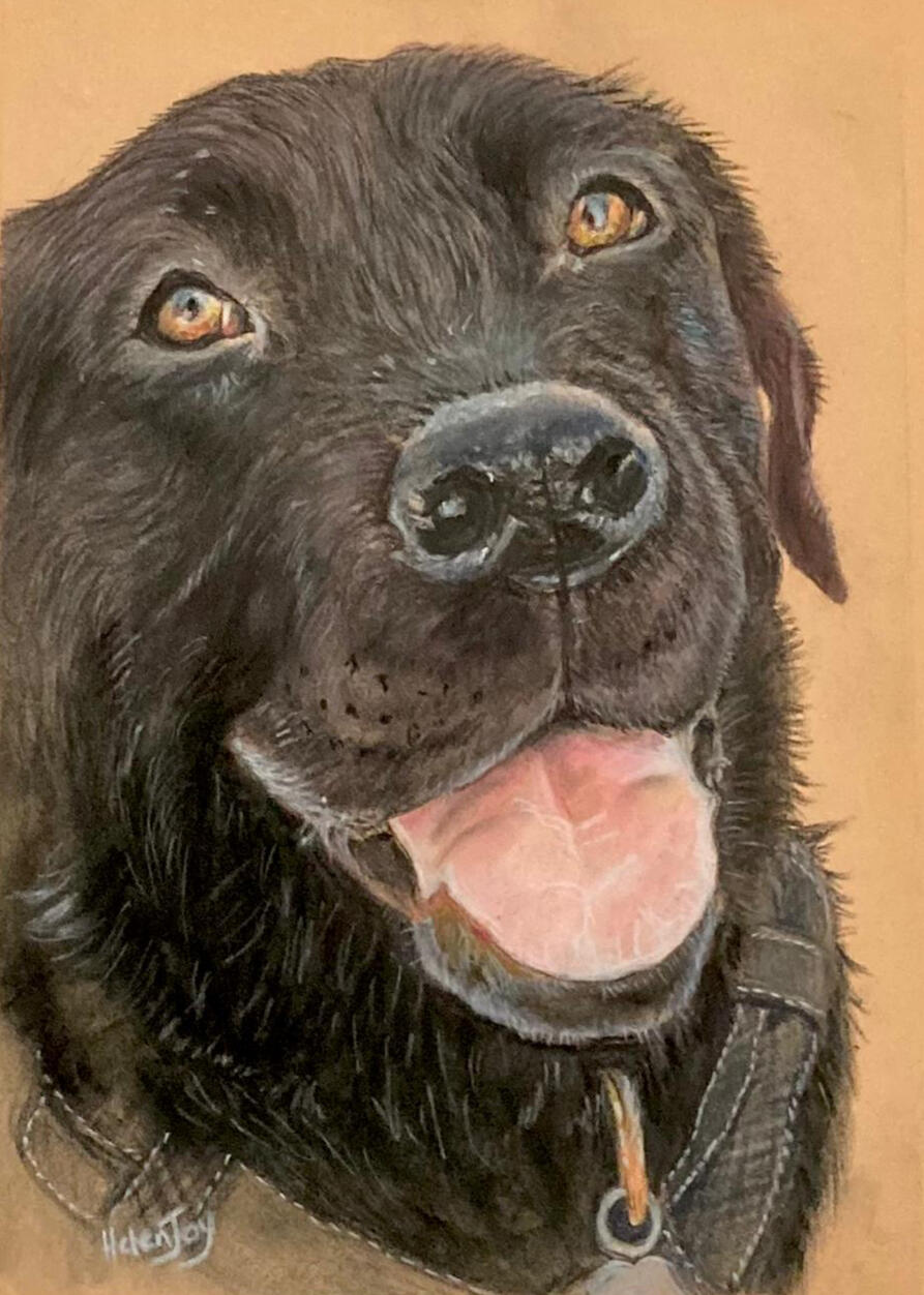 Labrador Portrait