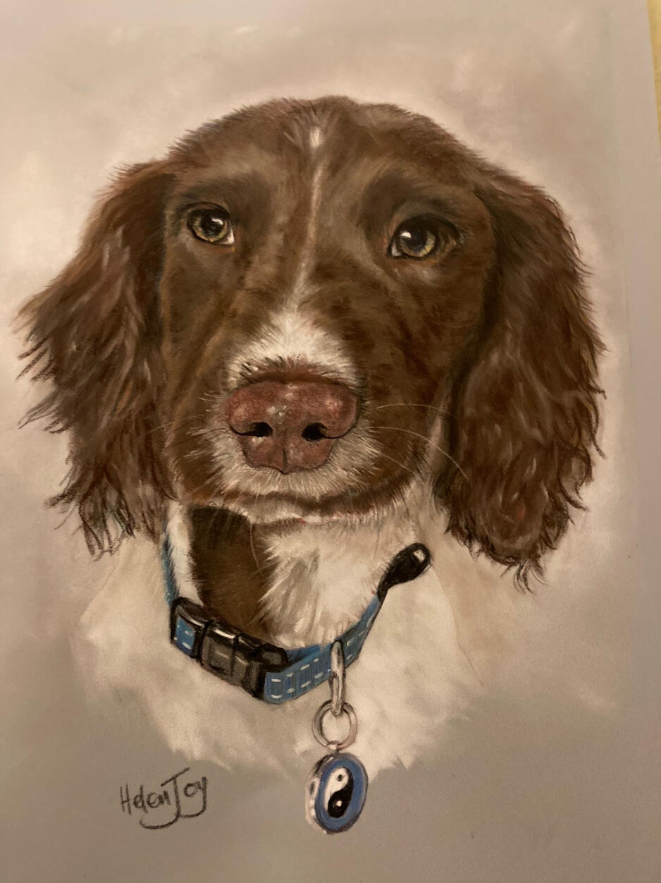 Springer Spaniel Portrait